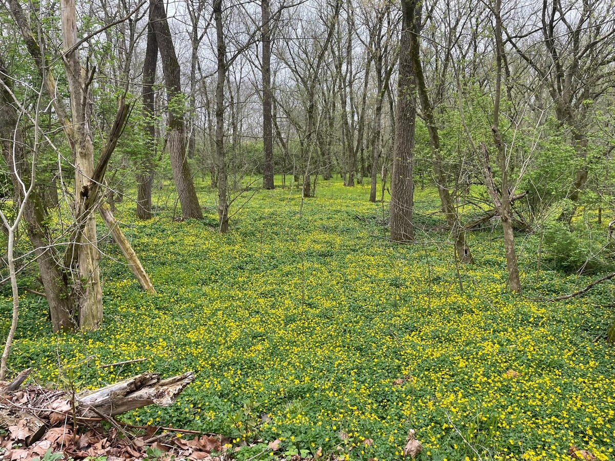 Field of flowers